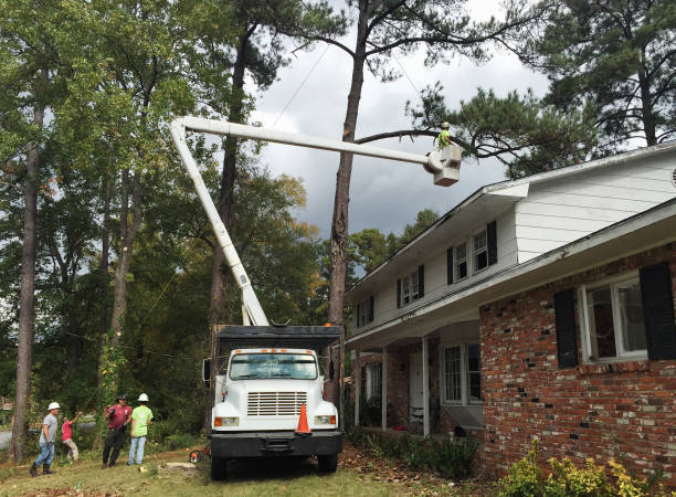 Professional Tree Services in Port Sulphur, LA