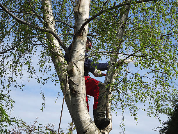 How Our Tree Care Process Works  in  Port Sulphur, LA